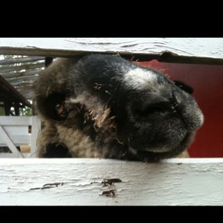 sillyharmonic's profile picture. 