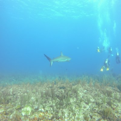 AgeeMets's profile picture. 