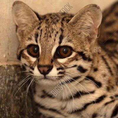 ocelot. likes avocados (for eating) & elephants (not for eating). dislikes confrontation, loud noises, & alligators.  took over this account June 2020