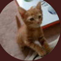 torol (@torol_) Twitter profile photo