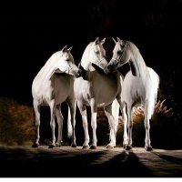 nourah (@nooourahzh) Twitter profile photo