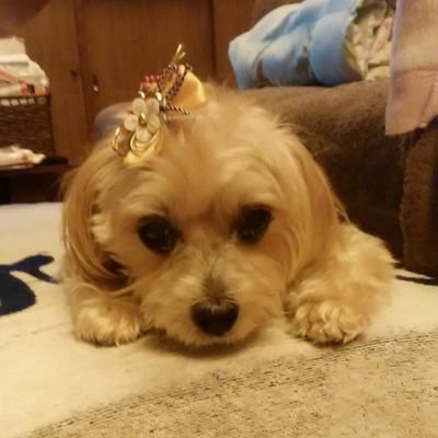 nirachan1225's profile picture. 