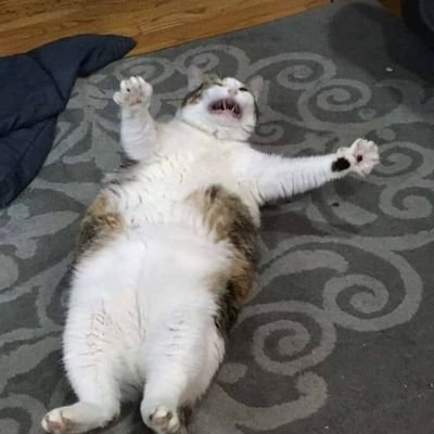 wwwstephanyl's profile picture. 