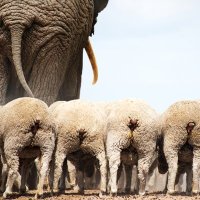 There's An Elephant In My Paddock (@elephantpaddock) 's Twitter Profile Photo There's An Elephant In My Paddock (@elephantpaddock) 's Twitter Profile Photo