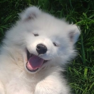 Follow for Cute doggo pics 💜