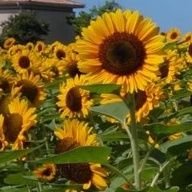 milkcocoa_miki_'s profile picture. ♡(t・×・)🌻(・×・m)♡。個々でも応援中ꉂꉂ📢✨
システム手帳。文具好き(*˘︶˘*).｡.:*♡ 