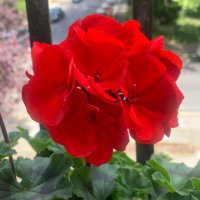 The Red Geranium (@sim2560) 's Twitter Profile