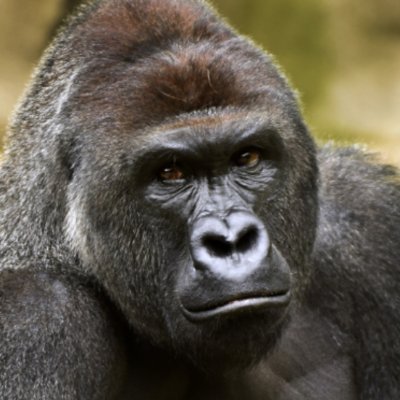 Just a common ape