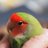P_Birdmanのアイコン