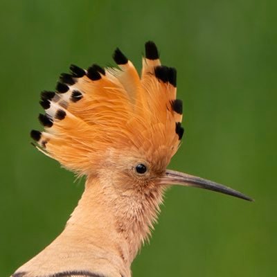 Birds | wildlife photographer. Natuur- vogel fotografie | https://t.co/iJlwCdhD3Q https://t.co/F9uyry2eHe