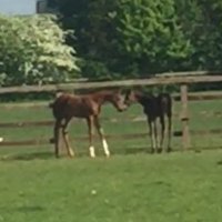 Parks Farm Stud(@parks_farmstud) 's Twitter Profile Photo