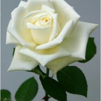 dhiyaa (@dhiyaa04420996) 's Twitter Profile