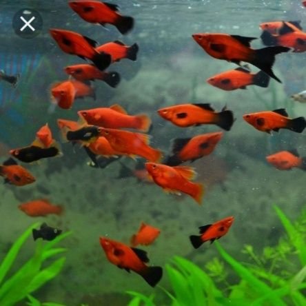 iBeaLi2nVz2U2cE's profile picture. я некурю не пью