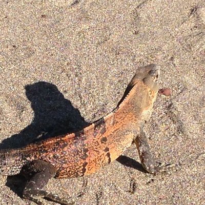 smooooken's profile picture. cheese