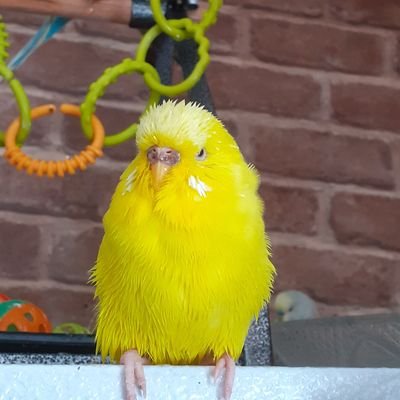 i have 14 budgies & 2 parrolets bob and olly. birds were rescued from neglect or abuse. Twitter account shares their lives antics