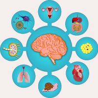 Brain-Body Interactions (@brainbodyinter1) 's Twitter Profile Photo Brain-Body Interactions (@brainbodyinter1) 's Twitter Profile Photo