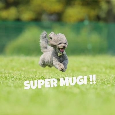 supermugi33's profile picture. 体の探求と目に見えない世界に特化しています。2012年より筋（すじ）療法施術でからだの不調改善のお手伝いをしています。自然🌱と動物🐶🐱が大好きです。