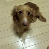 びーこ (@bikobikobiko1) Twitter profile photo