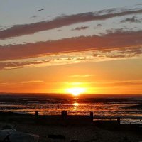 Allie 🐼 (@allietaylor68) 's Twitter Profile