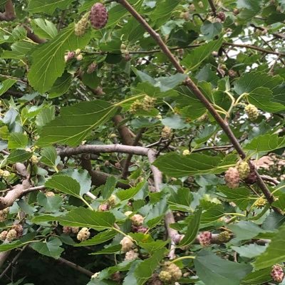 Kul3989Kul's profile picture. 