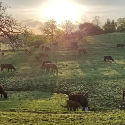 lindsayfarms's profile picture. Family beef and grain farm since 1853. Biggest farmer in the neighborhood. ( 6ft 3in, 280#)