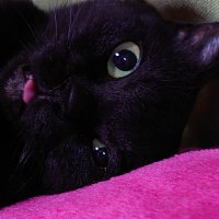 KOH×真 (@koh_makoto) 's Twitter Profile