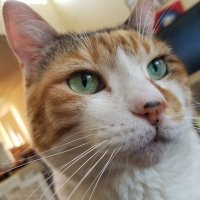 Mint-Frost (@real_mint_frost) 's Twitter Profile