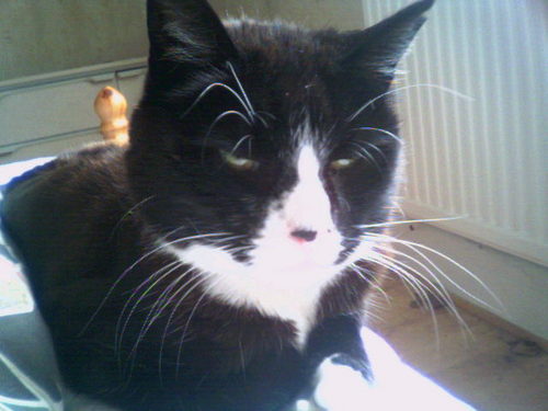 _callconcern's profile picture. Call Concern,Call A Day Program + Daily Sunbeam:- supplying daily remembrance program as aid 2 carers of dementia/elderly. 
My cat's here as pets give so much