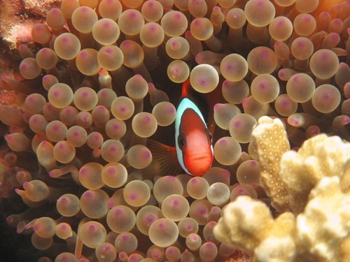 Great Barrier Reef, Cairns, Queensland, Australia.  Seeing or diving the great barrier reef is a must for Cairns Visitors. See coral, fish, sharks, even Nemo!