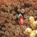 Great Barrier Reef (@reefcairns) Twitter profile photo