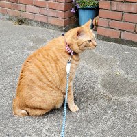 阿部繁明 (@abedonexpress) 's Twitter Profile