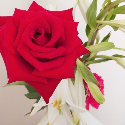 Seda_Tahsin_Svr's profile picture. Balıkesir Üniversitesi Edremit Meslek Yüksekokulu 
Bilgisayar teknolojisi ve bilişim sistemleri