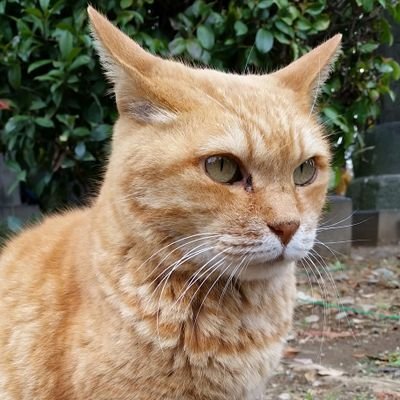 水木しげる、宮脇俊三、内田百閒、泉鏡花、永井荷風、柳家喜多八、立川龍志、柳家小里ん、柳家さん遊、桂文我、桂藤兵衛、古今亭菊太楼、柳家甚語楼、古今亭志ん陽、林家彦丸、桂夏丸、雷門助六、雷門小助六、立川談幸、柳亭燕路