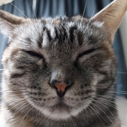 momo_kinako_cat's profile picture. 飼い猫たちの日常のつぶやきなど。
キジ猫もも、サビ猫きなこ、黒猫ジャムのお家。
無言フォローしつれいします🤗