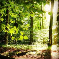 Mehmet Güler (@tc_mehmetguler) 's Twitter Profile
