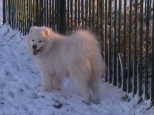 Pedigree Samoyed, fan of nights in, and long walks.