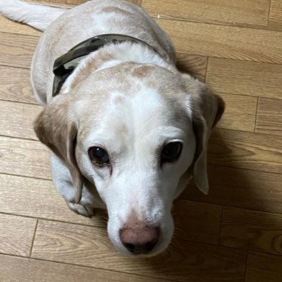 K95Kayano's profile picture. 保護犬のビーグル犬を引き取りました。現在8歳です。