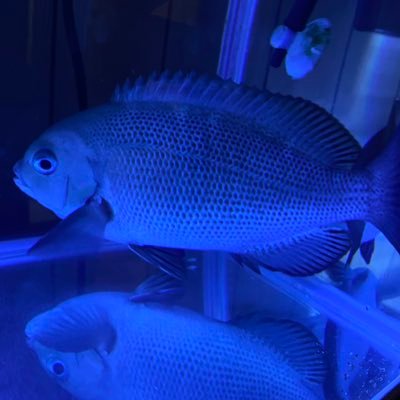 乳輪大臣 大阪で釣り 海水魚飼育 釣ってからもう4年ほど飼育しているメジナです 海水魚飼育 メジナ グレ のエサやり 青 イソメ編 T Co Z9jq3m2wcf Youtubeより