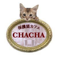 保護カフェ CHACHA【公式】@練馬駅(@chachanyancafe) 's Twitter Profile Photo