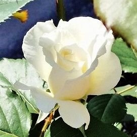 しろちぁ🎀さんのプロフィール画像
