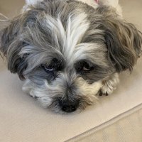 DontTreadOnMe (@niteynitefrump) 's Twitter Profile