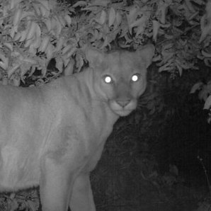 Benedict Canyon & Hollywood Hills Cougar. Love outdoor concerts & reservoir swimming. Friend of dogs & free range deer hunter. Proud LGBTQIA Cougar. He/Him/His