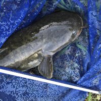 ロイ (@milkgaw) Twitter profile photo