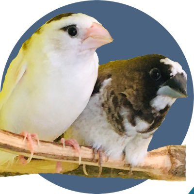 シオコショウさんのプロフィール画像