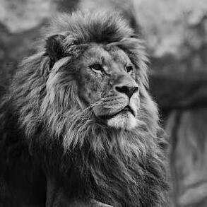 chandranakhil23's profile picture. 