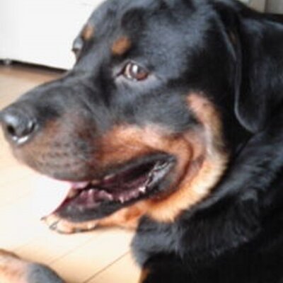 ロットワイラー犬舎 Rottweiler Jp Twitter ロットワイラー犬舎 Rottweiler Jp Twitter