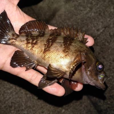 gaga6678's profile picture. 野球と釣りを愛するペーペーの社会人です😂勢いで小型船舶免許までとってしまった馬鹿