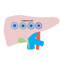 Oo Lab(@LiverImmunoreg1) 's Twitter Profile Photo