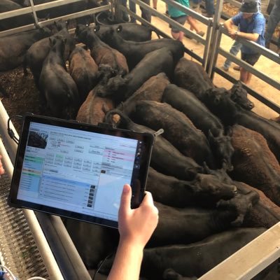 StockLiveAus's profile picture. Online Bidding & Live-streaming Platform