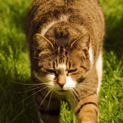 DickinsonZoltan's profile picture. Love biting ankles, tripping people down stairs, getting people to let me in/let me out/let me in, tormenting shrews, oh and I support The Toffees.